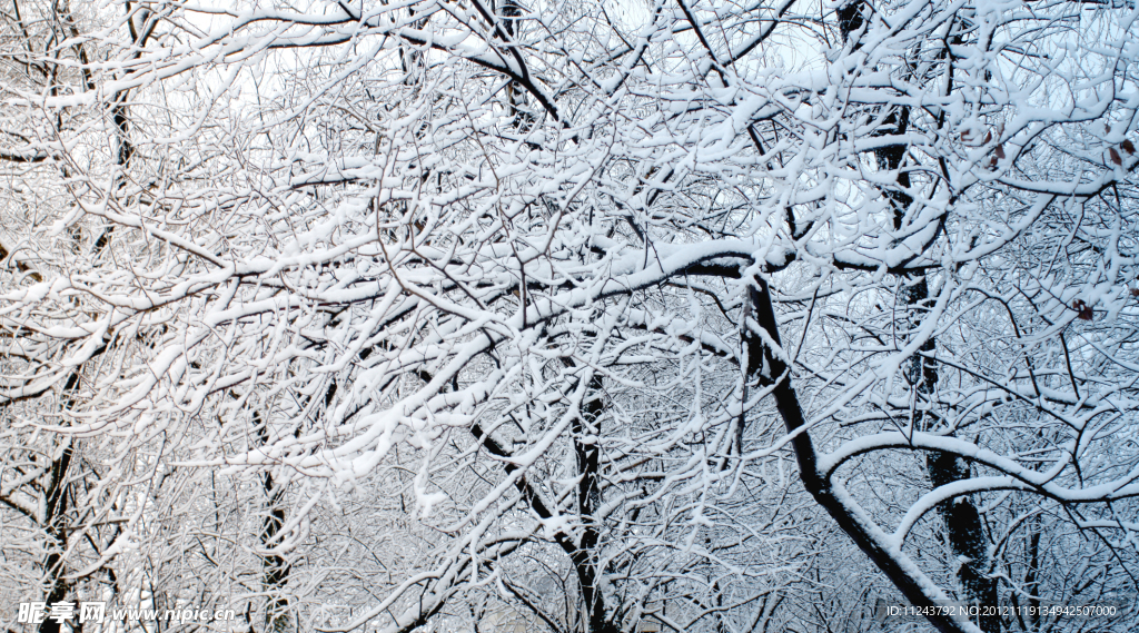 雪后