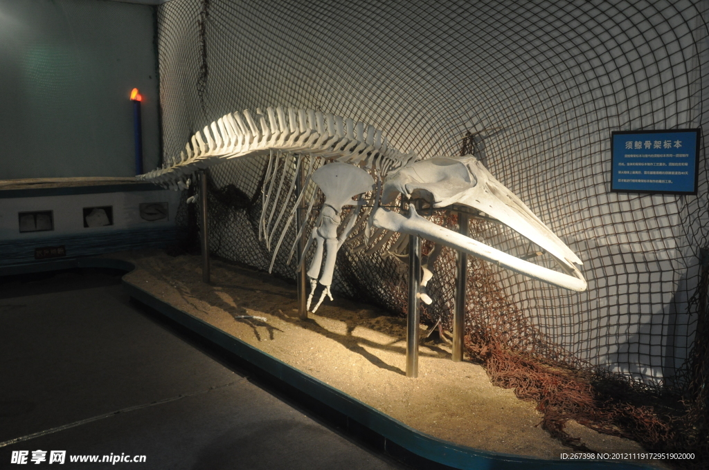 须鲸骨骼标本