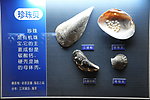 贝壳标本 珍珠贝