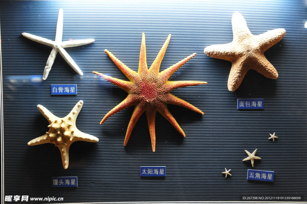 贝壳标本 海星