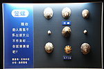 贝壳标本 笠螺