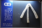 贝壳标本 网螺