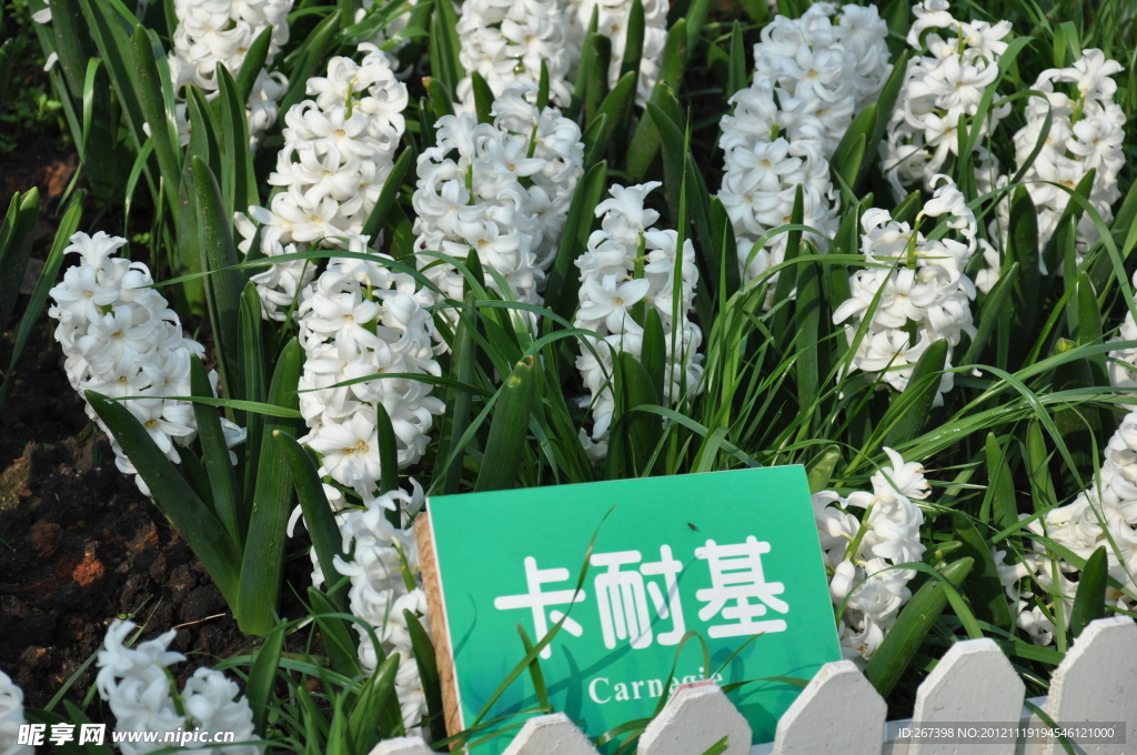 风信子卡耐基