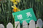 黄色嘹亮郁金香