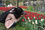 郁金香