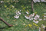 一枝樱花