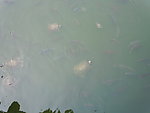 水面