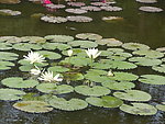 莲花