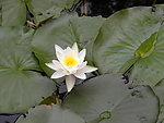 睡莲