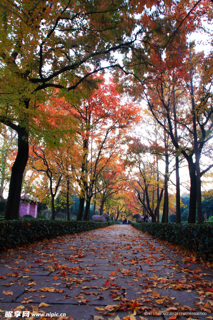 秋景石象路