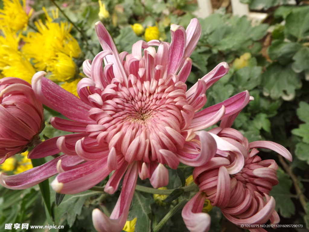 菊花
