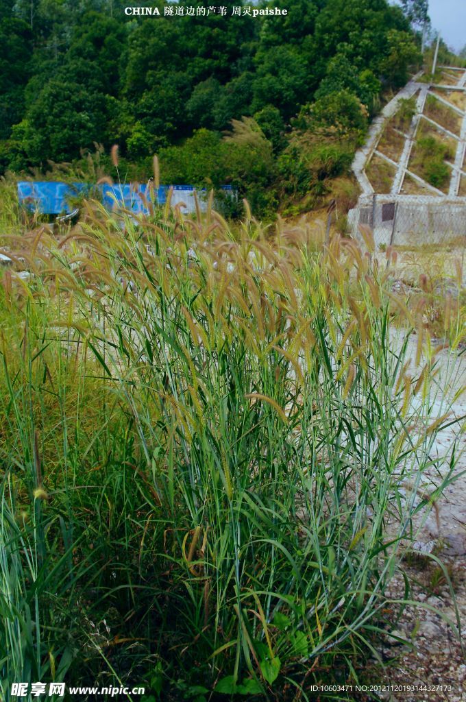 铁道边的 芦苇