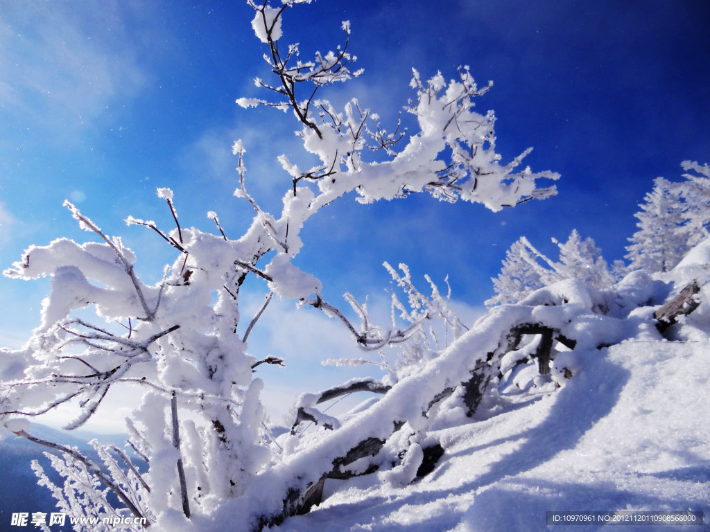 严冬看雪