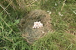 草丛里的鸡蛋