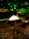 野生蘑菇