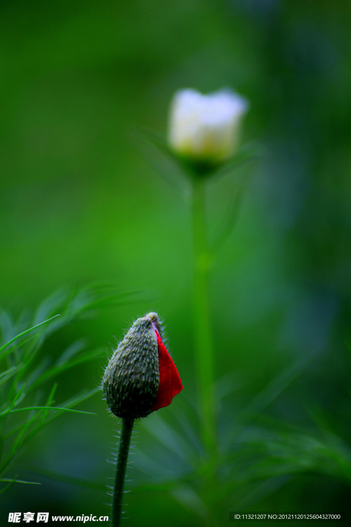 花苞