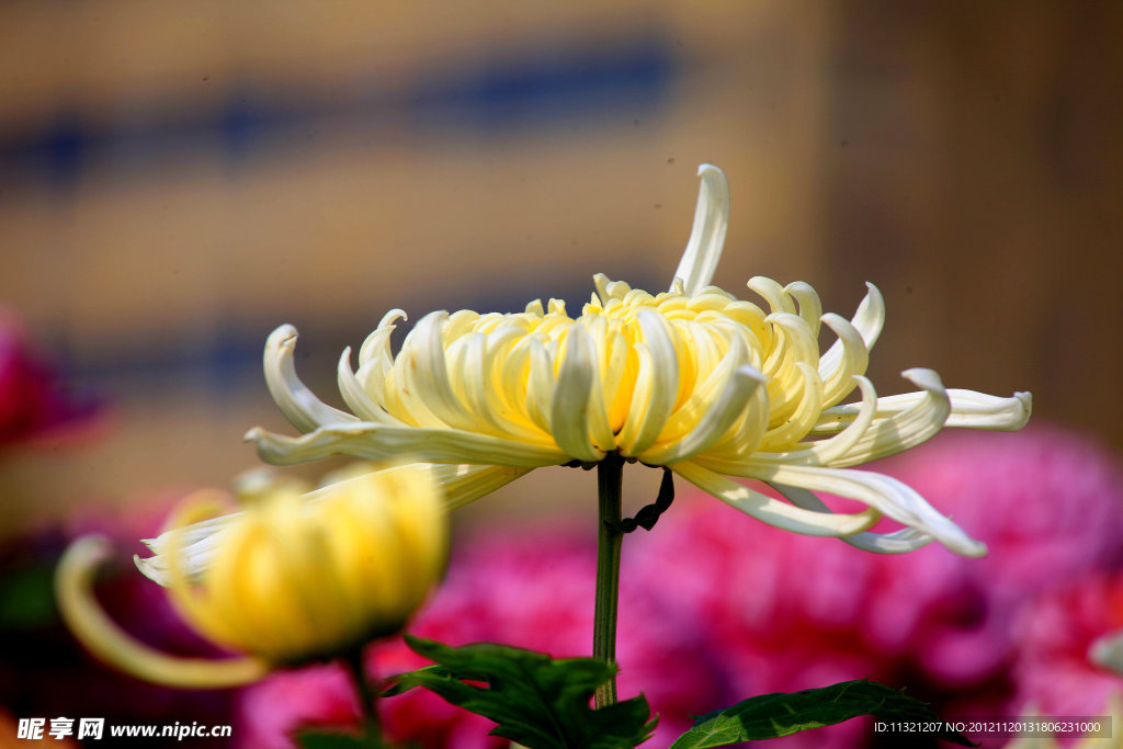 菊花