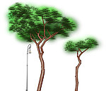手绘松树