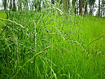 野草