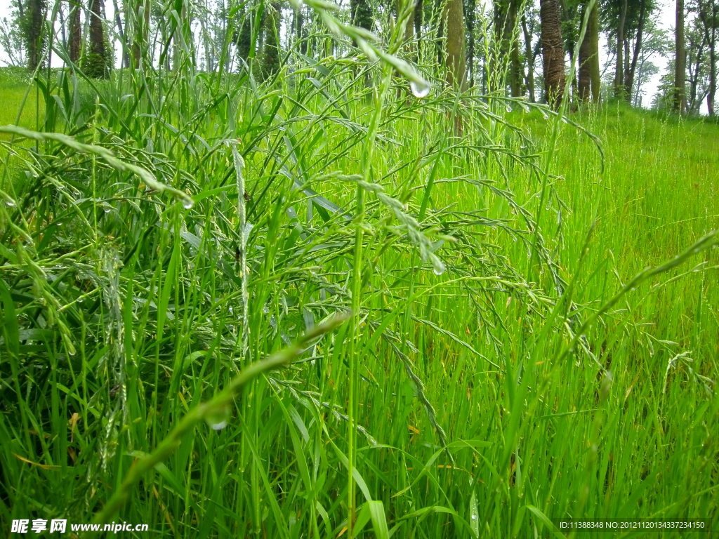 野草