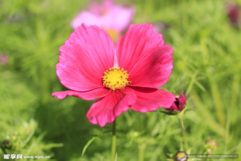 格桑花