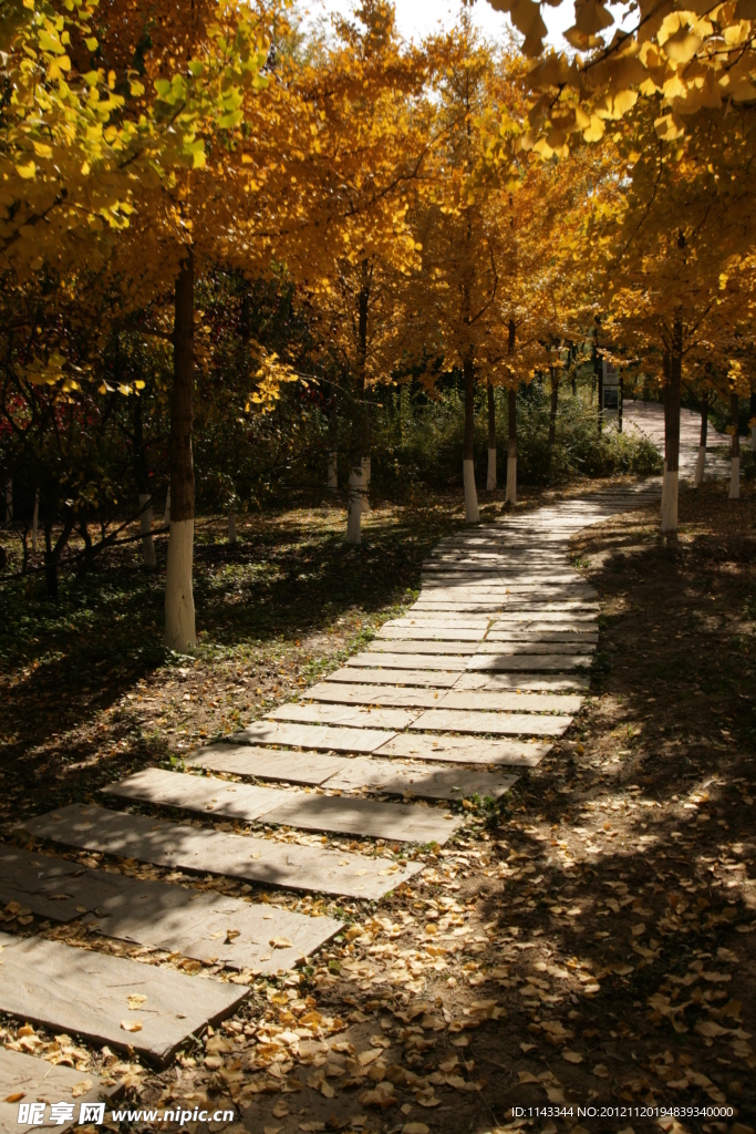 林荫小路
