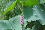 千蕨菜