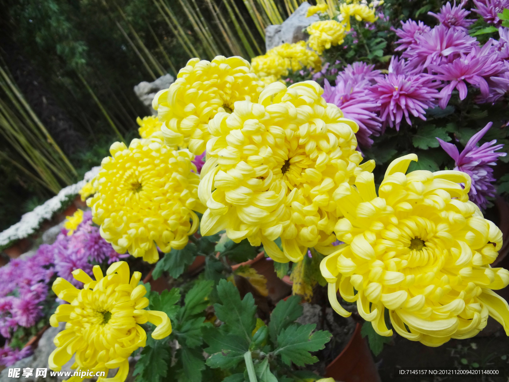 菊花