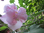 木芙蓉