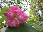 木芙蓉