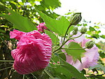 木芙蓉