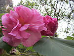 木芙蓉