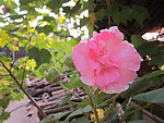 木芙蓉