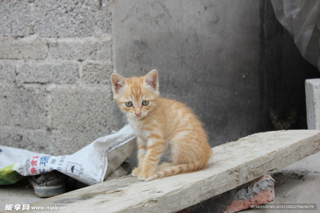 小黄猫
