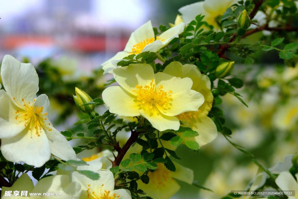 小黄花