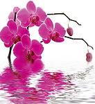 水中花卉