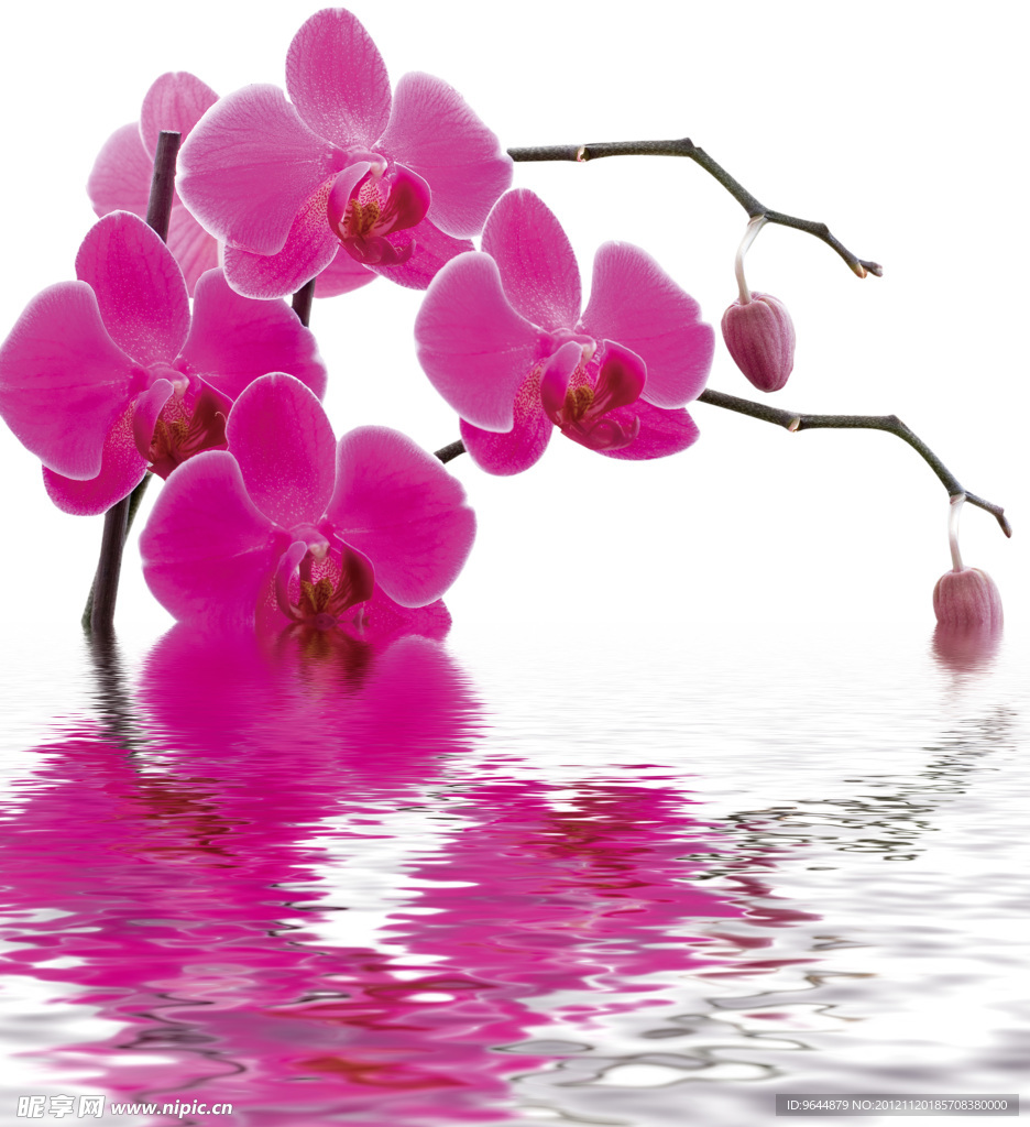 水中花卉