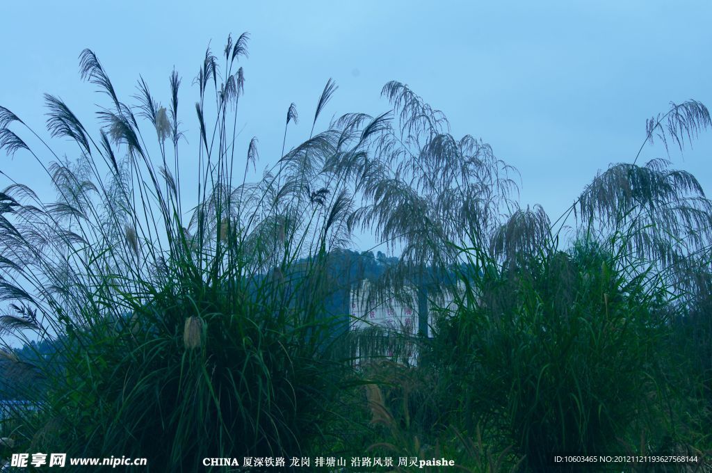 山水风景 芦苇建筑