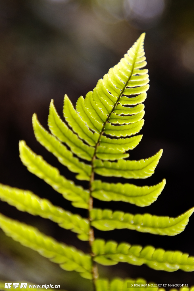 植物叶子