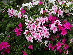 杜鹃花