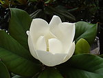 玉兰花