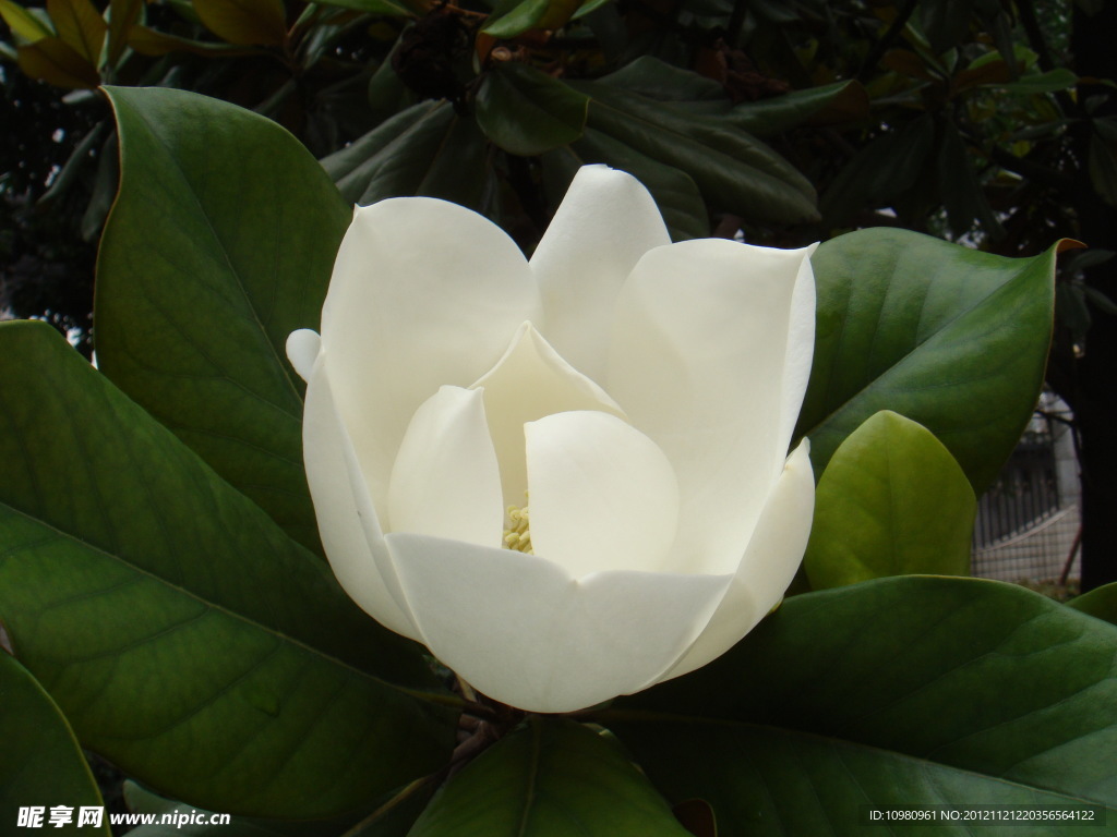 玉兰花