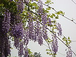 紫藤花