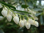 铃铛花