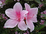 杜鹃花