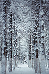 雪松树