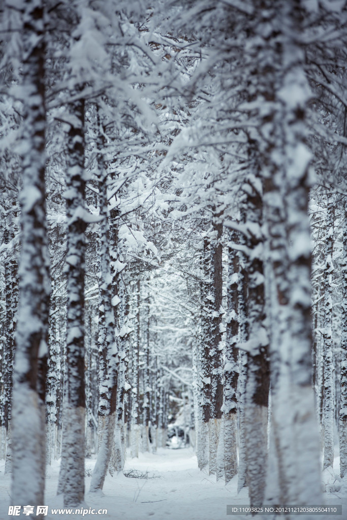 雪松树