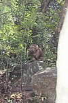 野生猴子