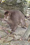野生猴子