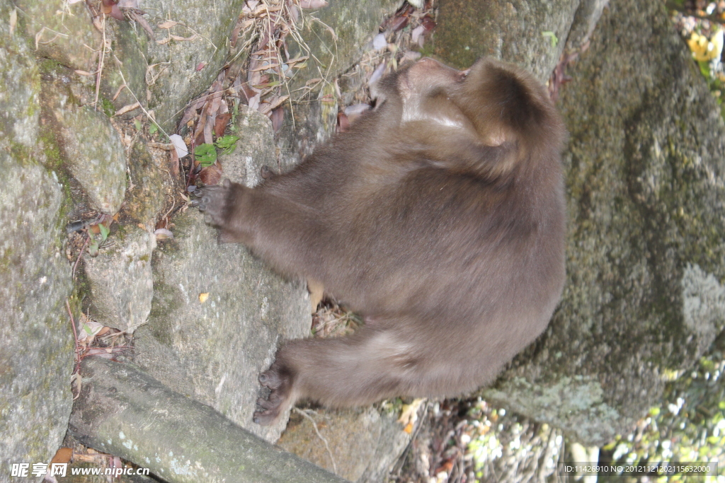 野生猴子